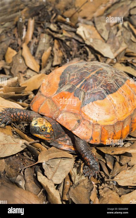 八角龜|黑腹花背箱龜 Flowerback box turtle